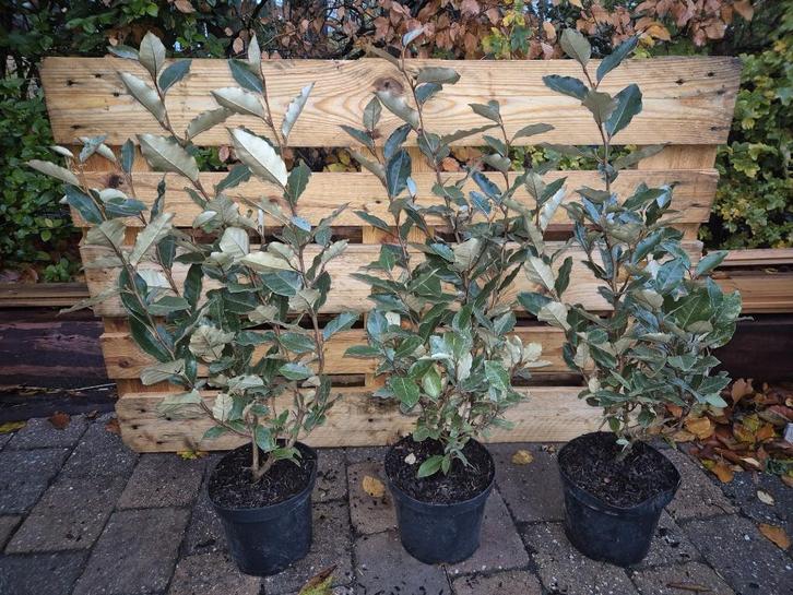 Olijfwilg compacta haagplanten ca. 60 cm, Tuin en Terras, Planten | Struiken en Hagen, Haag, Overige soorten, Minder dan 100 cm