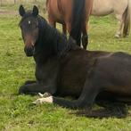 2 jarige merrie, Dieren en Toebehoren, Paarden, Merrie, Onbeleerd, 160 tot 165 cm, Gechipt
