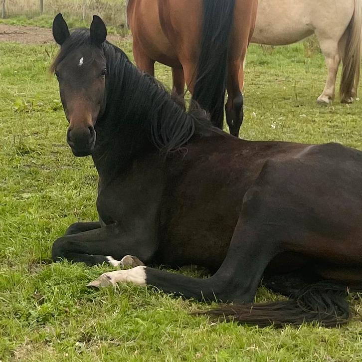 2 jarige merrie, Dieren en Toebehoren, Paarden, Merrie, Onbeleerd, 160 tot 165 cm, Gechipt, Ontwormd, Ingeënt