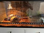 Python Regius met terrarium, Dieren en Toebehoren, Ophalen, Zo goed als nieuw