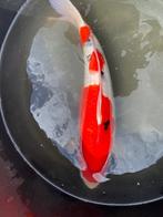 Diverse Koi, Sanke, Mukashi, Ochiba, Chagoi, Dieren en Toebehoren, Karper of Koi