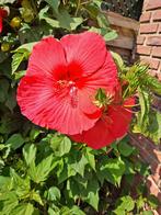 Honden oppas, Enlèvement