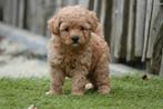 Prachtige maltipoo pups, Dieren en Toebehoren, België, Overige rassen, CDV (hondenziekte), 8 tot 15 weken
