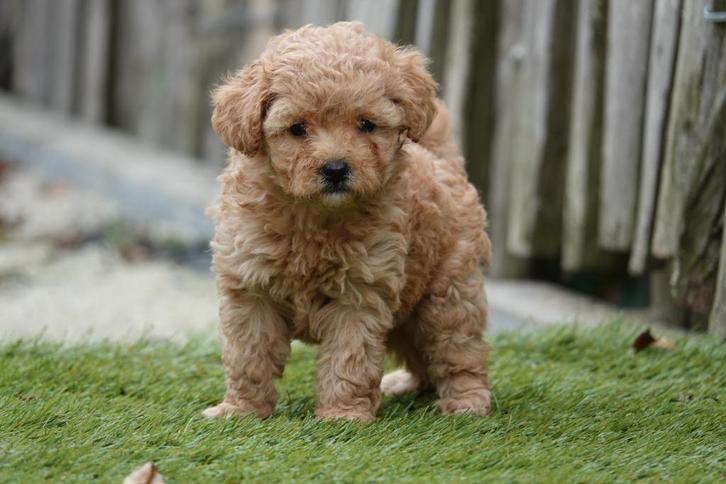 Prachtige maltipoo pups, Dieren en Toebehoren, Honden | Chihuahua's en Gezelschapshonden, Meerdere dieren, Overige rassen, Fokker | Professioneel