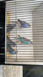 Perruches, Animaux & Accessoires, Oiseaux | Perruches & Perroquets