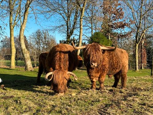 Prachtige Schotse Hooglander, vaars., Dieren en Toebehoren, Runderen, Vrouwelijk, 0 tot 2 jaar