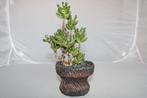 crassula ovata, Huis en Inrichting, Kamerplanten, Vetplant, Ophalen of Verzenden, Minder dan 100 cm, Volle zon