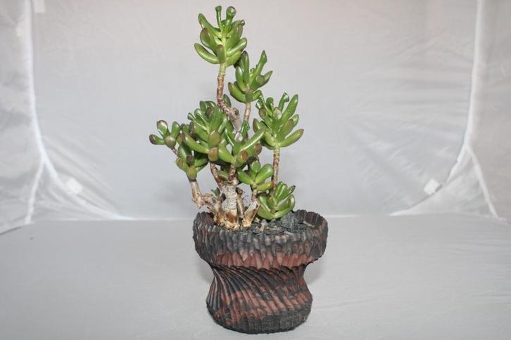 crassula ovata, Huis en Inrichting, Kamerplanten, Vetplant, Minder dan 100 cm, Groene kamerplant, Volle zon, Ophalen of Verzenden