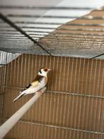 Chardonnret faciato panaché 2025, Animaux & Accessoires, Oiseaux | Accessoires, Enlèvement