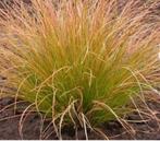 carex prairie fire planten, Ophalen