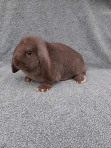 Duitse hangoor bruin, Dieren en Toebehoren, Konijnen, Mannelijk, Klein, Hangoor, 0 tot 2 jaar