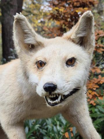 Prachtige Lichtgekleurde Vos Taxidermie Opgezette Dieren beschikbaar voor biedingen