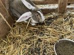 Vlaamse reus rammelaar, Dieren en Toebehoren, Konijnen