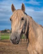 Knappe spaanse ruin, Dieren en Toebehoren, Paarden, Ruin, Recreatiepaard, 7 tot 10 jaar
