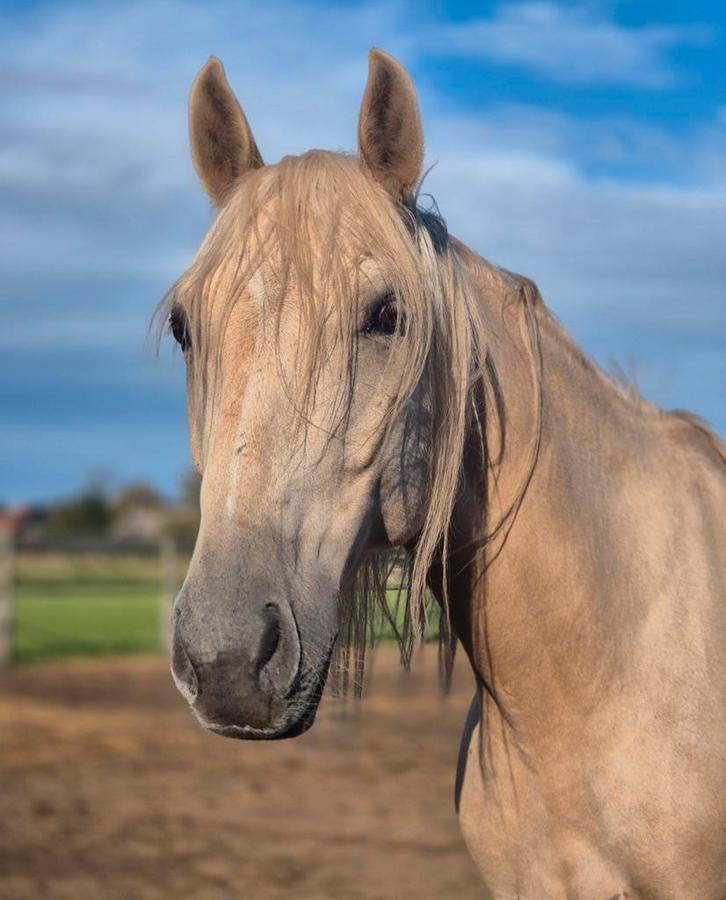 Knappe spaanse ruin, Dieren en Toebehoren, Paarden, Ruin, 7 tot 10 jaar, Recreatiepaard