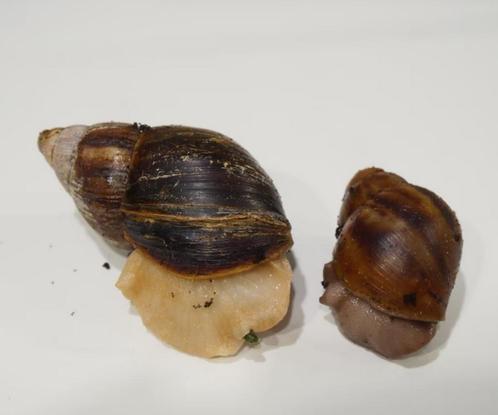 Ghanese tijgerslak & Afrikaanse agaatslak te koop, Dieren en Toebehoren, Overige Dieren, Meerdere dieren