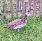 Pauwkuiken - pauw, Dieren en Toebehoren, Pluimvee