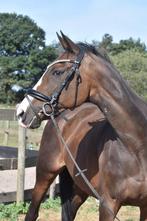 Eyecatcher: correct, goudeerlijk 9 jarige rijpaard, Dieren en Toebehoren, Paarden, Merrie, B, Gechipt, 7 tot 10 jaar