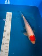 Jumbo tosai van 33cm, Karper of Koi
