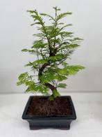 Bonsai Metasequoia, Jardin & Terrasse, Plantes | Arbustes & Haies, Enlèvement