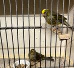 kanarie agaat wit / agaat opaal wit / lizard, Dieren en Toebehoren, Meerdere dieren, Kleurkanarie