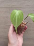 Philodendron camposportuanum, Enlèvement ou Envoi