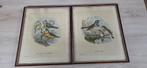 2 zeer oude litho's J.G. Keulemans/vogels, Antiek en Kunst, Ophalen of Verzenden