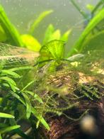 Mini japonica garnalen