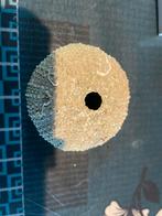 Schelpen, Verzamelen, Ophalen of Verzenden, Schelp(en)