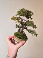Mooie juniperus shonin bonsai, Tuin en Terras, Ophalen of Verzenden