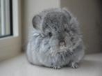 chinchilla standaard RPA bok, Mannelijk, Chinchilla