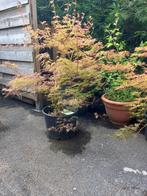 Prachtige Acer- tuinplant in pot, Tuin en Terras, Ophalen, Vaste plant, Overige soorten