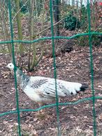 a vendre  : paon femelle, Femelle, Autres espèces