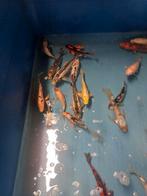 40 Japanse kois, Dieren en Toebehoren, Vissen | Vijvervissen