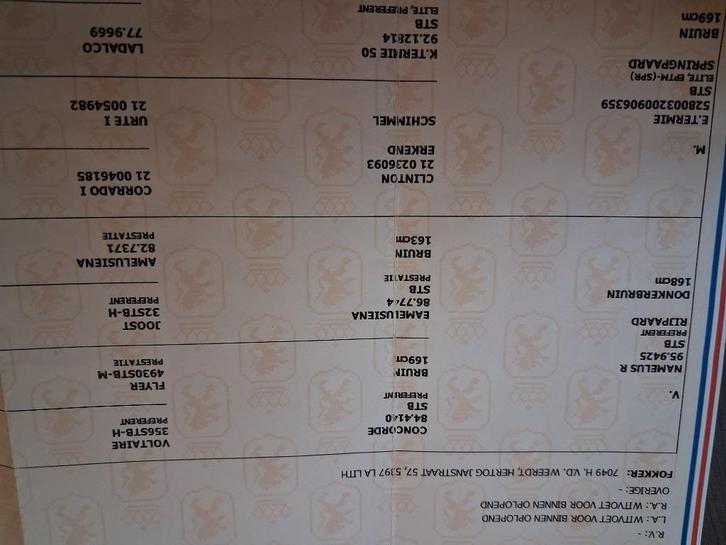 15 jarige fok stermerrie, Dieren en Toebehoren, Paarden, Merrie, Niet van toepassing, 165 tot 170 cm, 11 jaar of ouder, Springpaard