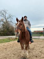 Superbrave 4jarige ruin, Dieren en Toebehoren, Paarden, Ruin