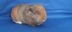 Ch teddy cavia zeugjes, Animaux & Accessoires, Domestique, Cobaye, Femelle