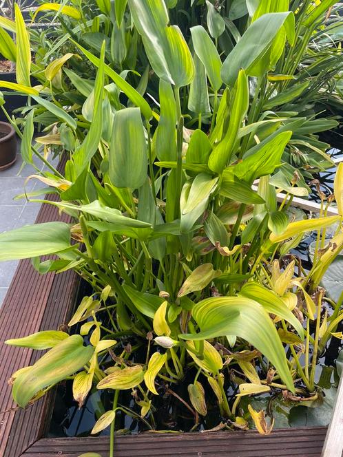 Snoek Kruid – vijverplant, Tuin en Terras, Planten | Tuinplanten, Vaste plant, Vijverplanten, Volle zon, Zomer, Ophalen