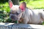 Bouledogue français, Animaux & Accessoires, Particulier, 8 à 15 semaines, Bouledogue, Plusieurs
