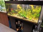 Aquarium met vissen en toebehoren, Dieren en Toebehoren, Vissen | Aquaria en Toebehoren, Ophalen