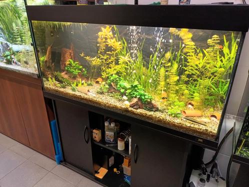 Aquarium met vissen en toebehoren, Dieren en Toebehoren, Vissen | Aquaria en Toebehoren, Ophalen