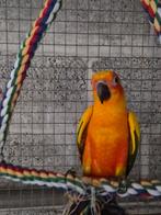 Kweek man zonparkiet van 2023