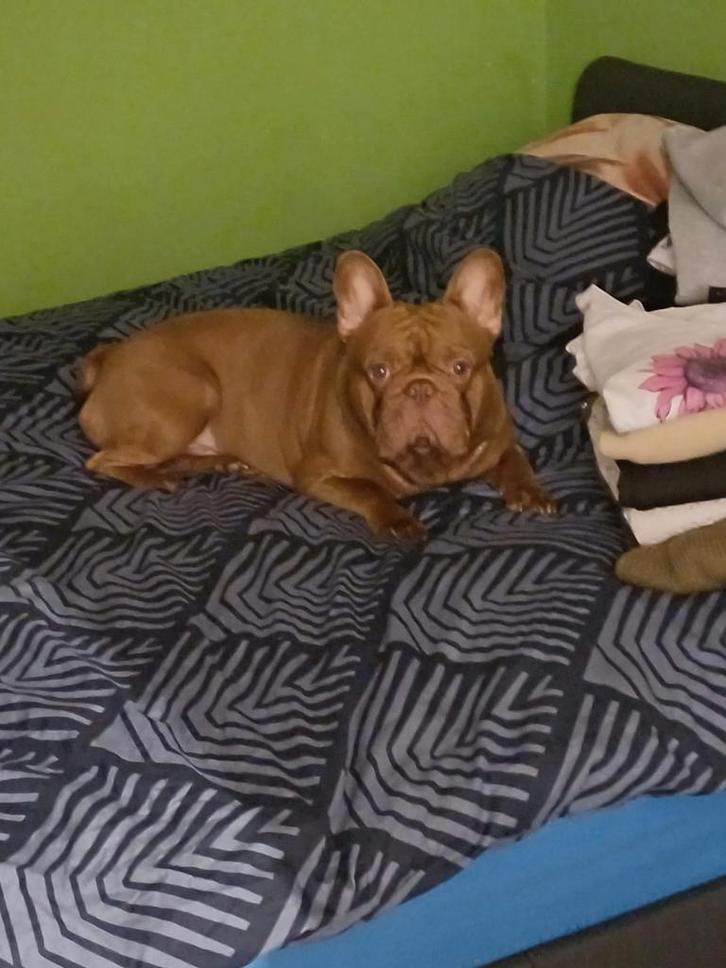 Franse bulldog pups, Animaux & Accessoires, Chiens | Bouledogues, Pinschers & Molossoïdes, Bouledogue, Particulier, Plusieurs