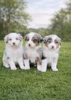 Beaux chiots bergers australiens, Animaux & Accessoires, Plusieurs, Hépatite contagieuse (maladie de Rubarth), Belgique, Berger