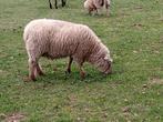Schapen te koop, Dieren en Toebehoren, Vrouwelijk, Schaap, 3 tot 5 jaar
