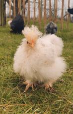 USA Zijdehoender broedeieren (verschillende veertypes), Dieren en Toebehoren, Meerdere dieren, Kip