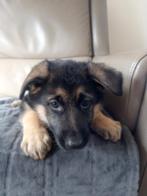 duitse herder, Animaux & Accessoires, Chiens | Bergers & Bouviers, Hépatite contagieuse (maladie de Rubarth), Chienne, 8 à 15 semaines