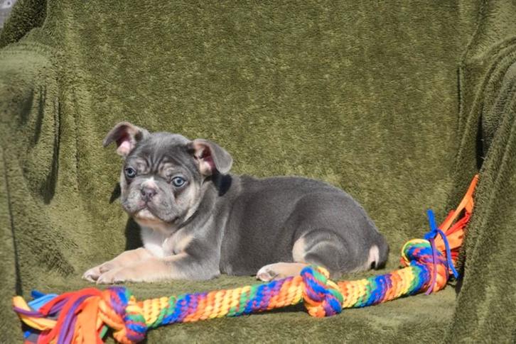 Franse Bulldog pup Blue Tan, Dieren en Toebehoren, Honden | Bulldogs, Pinschers en Molossers, Meerdere dieren, Bulldog, Fokker | Professioneel