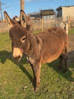 Mini-ezeltje Hannah zoekt een nieuwe thuis, Dieren en Toebehoren, Juni, Vrouwelijk