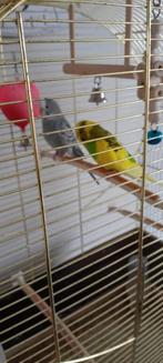 2 grasparkieten  plus kooi, Dieren en Toebehoren